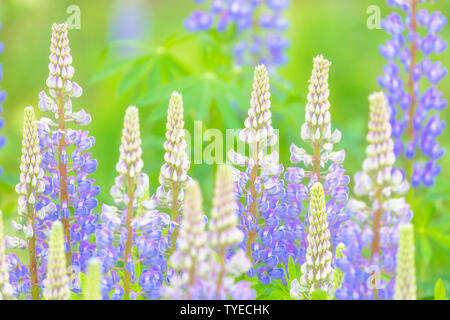 Bella viola selvatica lupini fioritura con uno sfondo sfocato Foto Stock