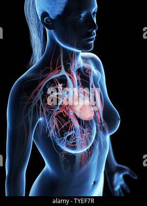 3D Rendering accurato dal punto di vista medico illustrazione della femmina del sistema vascolare Foto Stock