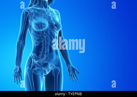 3D Rendering accurato dal punto di vista medico illustrazione di uno scheletro di donna Foto Stock