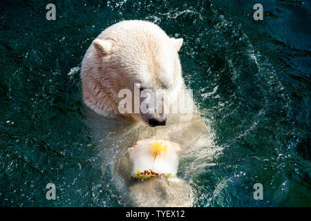 Hannover, Germania. Il 26 giugno, 2019. Orso polare Sprinter lambisce una torta gelato a nuotare in acqua a lo Zoo di Hannover. Credito: Hauke-Christian Dittrich/dpa/Alamy Live News Foto Stock