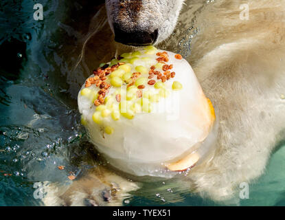 Hannover, Germania. Il 26 giugno, 2019. Orso polare Sprinter lambisce una torta gelato a nuotare in acqua a lo Zoo di Hannover. Credito: Hauke-Christian Dittrich/dpa/Alamy Live News Foto Stock