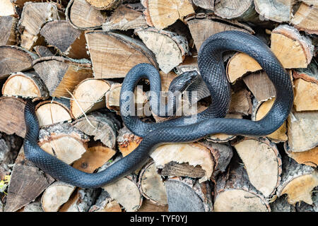 Una bella black rat snake rannicchiato su una pila di registri di split Foto Stock