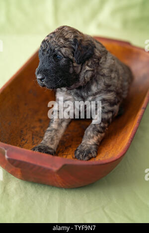 Neonato adorabile golden doodle cucciolo posa in una ciotola di legno. Foto Stock