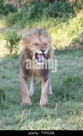 Lion (Panthera leo) sebbene questo maschio adulto sembra essere ruggente egli è infatti la degustazione di aria per vedere se nelle vicinanze le femmine sono in stagione Foto Stock