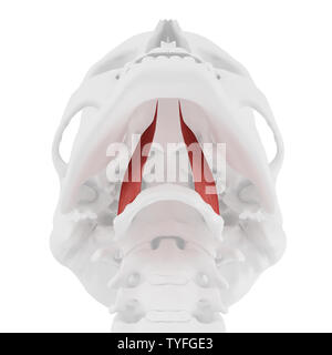 3D Rendering accurato dal punto di vista medico illustrazione del Hyoglossus Foto Stock
