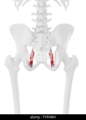 3D Rendering accurato dal punto di vista medico illustrazione del legamento Sacrotuberous Foto Stock