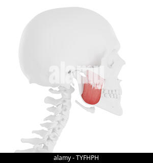 3D Rendering accurato dal punto di vista medico illustrazione della Superior masseteri Foto Stock