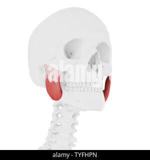 3D Rendering accurato dal punto di vista medico illustrazione della Superior masseteri Foto Stock