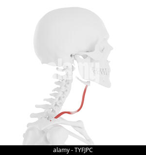 3D Rendering accurato dal punto di vista medico illustrazione del Omohyoid Foto Stock