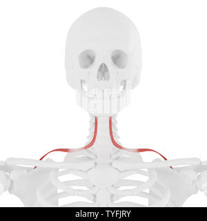 3D Rendering accurato dal punto di vista medico illustrazione del Omohyoid Foto Stock