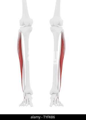 3D Rendering accurato dal punto di vista medico illustrazione del Peroneus Longus Foto Stock