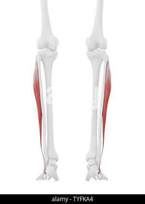 3D Rendering accurato dal punto di vista medico illustrazione del Peroneus Longus Foto Stock