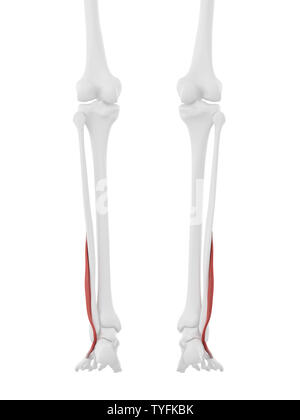 3D Rendering accurato dal punto di vista medico illustrazione del Peroneus Brevis Foto Stock