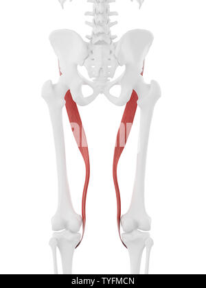 3D Rendering accurato dal punto di vista medico illustrazione della Sartorius Foto Stock