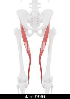 3D Rendering accurato dal punto di vista medico illustrazione della Sartorius Foto Stock