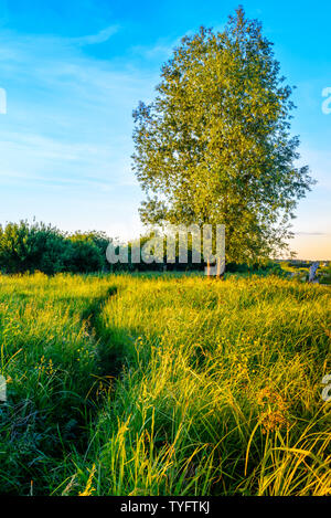 Un percorso attraverso l'erba alta ed un albero Foto Stock