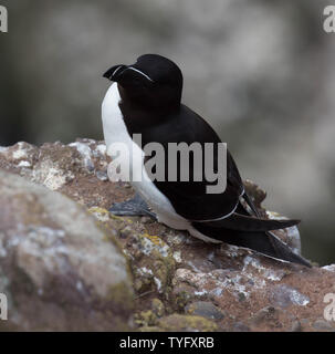 Clifftop Razorbills Foto Stock