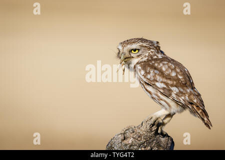 Adulto Civetta (Athene noctua), appollaiato su un tronco con una preda, Lleida, Catalogna, Spagna Foto Stock