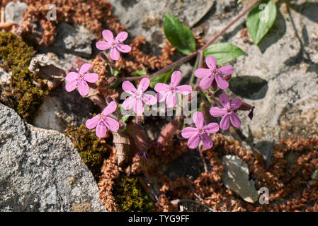 Fiori di colore rosa di saponaria ocymoides Foto Stock