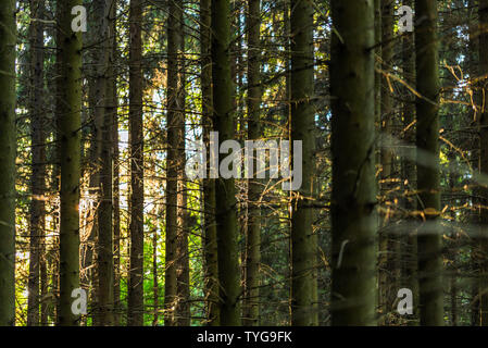 Linee verticali di Tall Pine Forest tronco alla sera usmmer sfondo con il fuoco selettivo e la lente naturale sfocatura. Foto Stock