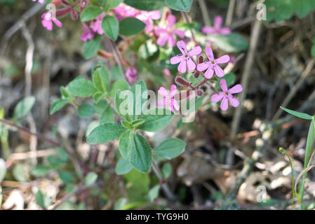 Fiori di colore rosa di saponaria ocymoides Foto Stock