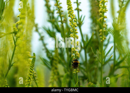 Flying Bumblebee nel Wiltshire, Regno Unito Foto Stock