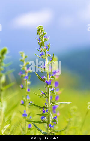 Un fiori blu di blueweed (Echium vulgare) sullo sfondo di prato Foto Stock