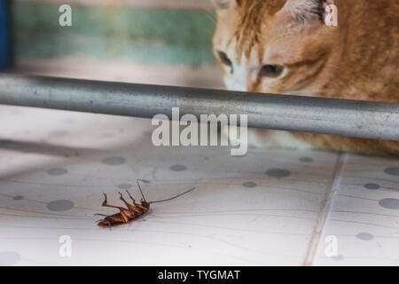 Golden Cat guardando uno scarafaggio nel sotto la linea di abbigliamento Foto Stock