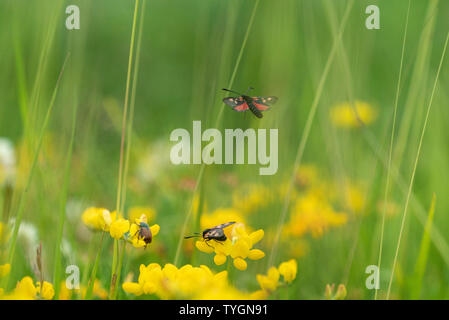 Flying Zygaena Trifolii, cinque-spot Burnett nel Wiltshire, Regno Unito Foto Stock