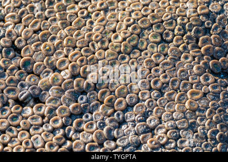 Close-up anemone marittimo con la sabbia sulla riva del mare Foto Stock