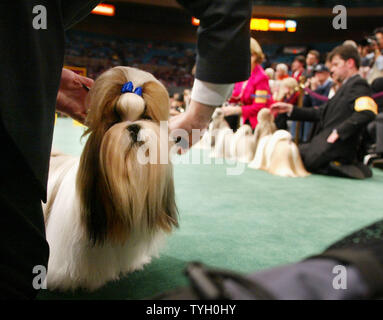 Hallmark Jolei Jezebell, una Shih Tzu, ottiene una pettinatura finale durante il giudicare prima di prendere il primo posto per questa razza presso la 129Westiminster Kennel Dog Show tenutosi al Madison Square Garden il 14 febbraio 2005 nella città di New York. Oltre 2.500 cani competere nei due giorni della manifestazione che giudica i canini di razza pura da migliore di razza, migliori della categoria e infine best of show. (UPI foto/Monika Graff) Foto Stock