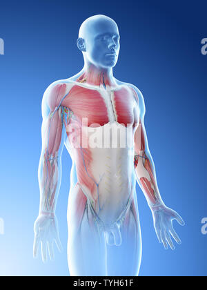 3d reso illustrazione di un mans superiore anatomia del corpo Foto Stock