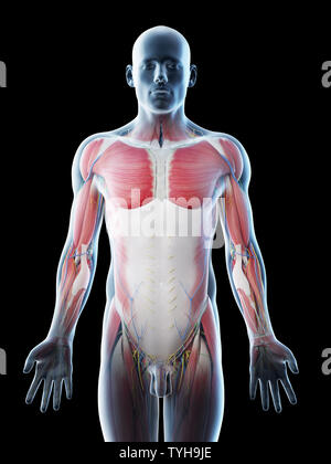 3d reso illustrazione di un mans superiore anatomia del corpo Foto Stock