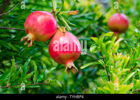 Rosso melograno frutti crescere su un albero nel giardino tropicale Foto Stock