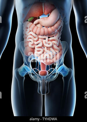 3d reso illustrazione di un mans gli organi addominali Foto Stock