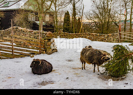 Tradizionale hardy razza di pecore in Skansen open-air museum, Stoccolma, Svezia. Gennaio 2019. Foto Stock