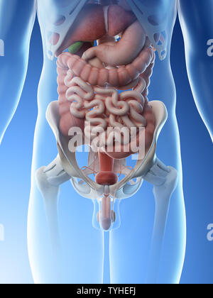 3d reso illustrazione di un mans gli organi addominali Foto Stock