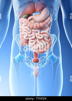 3d reso illustrazione di un mans gli organi addominali Foto Stock