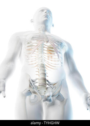 3d reso illustrazione di un mans superiore dello scheletro del corpo Foto Stock