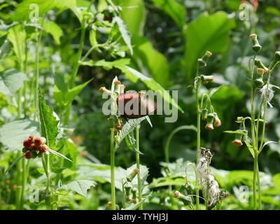 Un nero e rosso farfalla sulla sommità di una pianta. Foto Stock