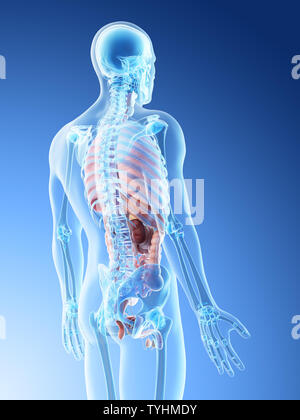 3d reso illustrazione di un mans organi Foto Stock