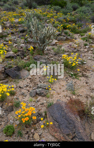 Mexican Gold papaveri, Deserto Sonoran monumento nazionale, Arizona, Stati Uniti. Foto Stock