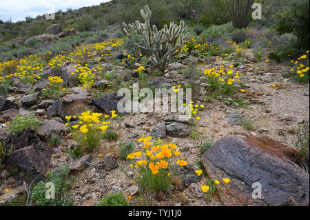 Mexican Gold papaveri, Deserto Sonoran monumento nazionale, Arizona, Stati Uniti. Foto Stock