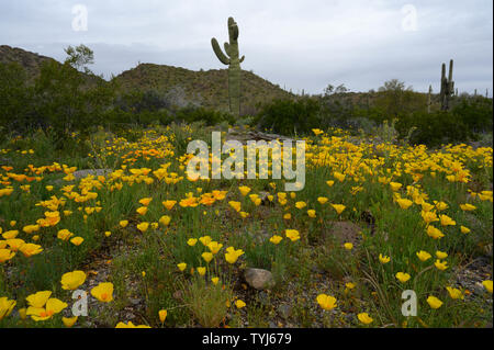 Mexican Gold papaveri, Deserto Sonoran monumento nazionale, Arizona, Stati Uniti. Foto Stock