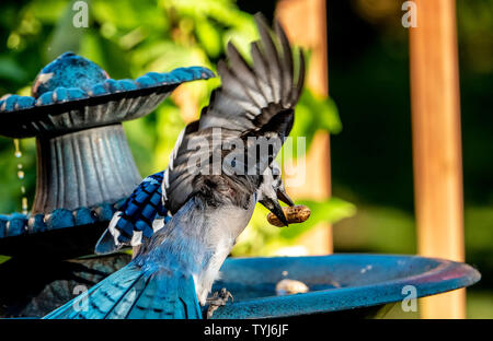 Volare in Foto Stock