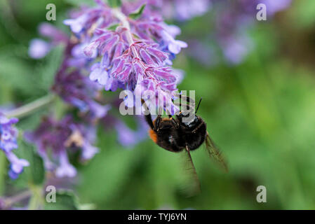 Un Bumble Bee sul fiore di un giardino nepitella (Nepeta x faassenii) Foto Stock