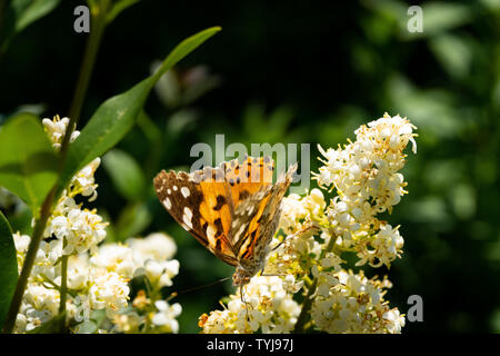 Chiudere fino ad una dettagliata e colorata farfalla posata su un fiore in testa la luce del sole - macro colorati in natura Foto Stock