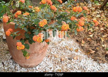 Autunno giardino vaso di fiori sotto agli alberi con i coni e gli aghi di pino sul terreno Foto Stock