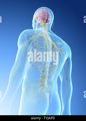 3d reso illustrazione di un mans corpo superiore nervi Foto Stock