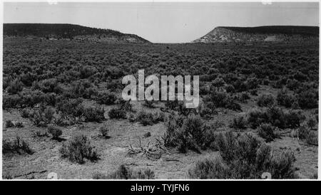 Tipo Sagebrush. Costituisce l'11 per cento della superficie totale. Foto Stock